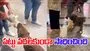 Dog Grabs Stuffed Toy: కుక్క పట్టు అంటే ఇదేనేమో.. బొమ్మ ఇచ్చే వరకు వదల్లేదు.. 