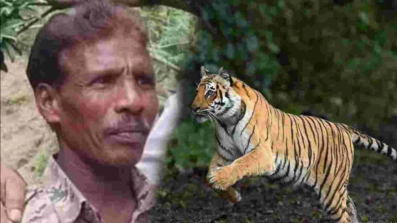 Tiger Attack: అడవిలో గడ్డి కోస్తుండగా ఊహించని విషాదం..