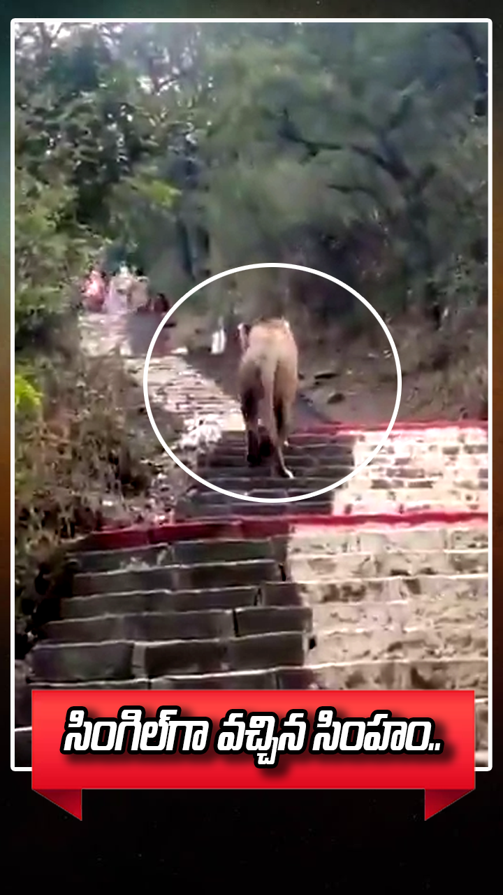 సింగిల్‌గా వచ్చిన సింహం..