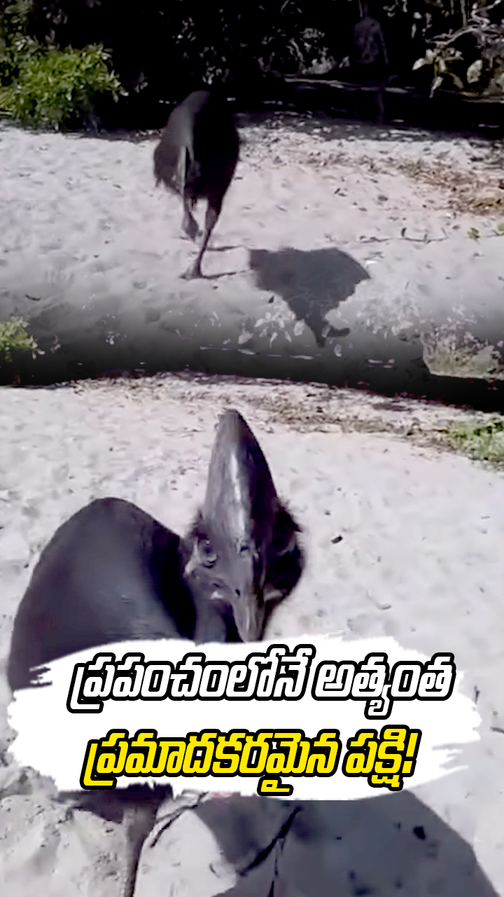 ప్రపంచంలోనే అత్యంత ప్రమాదకరమైన పక్షి!