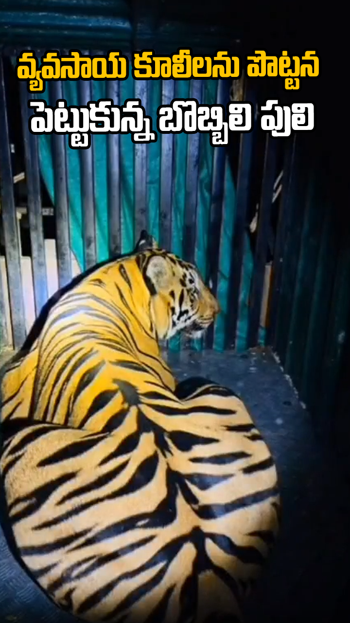 వ్యవసాయ కూలీలను పొట్టన పెట్టుకున్న బొబ్బిలి పులి