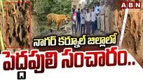 Tiger In Nagar Kurnool: నాగర్ కర్నూల్ జిల్లాలో పెద్దపులి కలకలం.. 