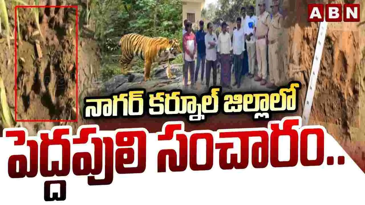 Tiger In Nagar Kurnool: నాగర్ కర్నూల్ జిల్లాలో పెద్దపులి కలకలం.. 