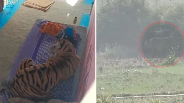 Tiger Attack: వ్యక్తిపై పులి దాడి.. ఆ తర్వాత మంచం మీద...