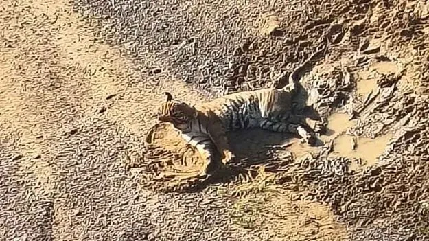 Injured Tiger Found: గాయపడ్డ పులి.. రంగంలోకి రెస్క్యూ ఆపరేషన్