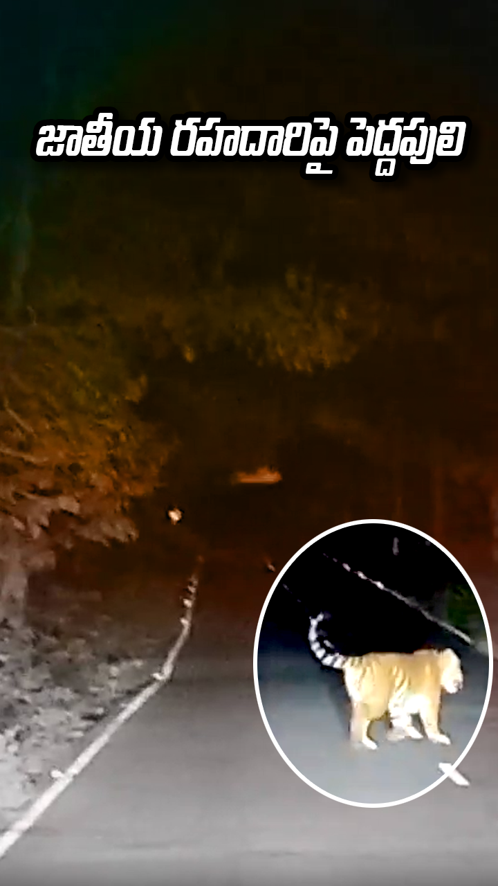 జాతీయ రహదారిపై పెద్దపులి