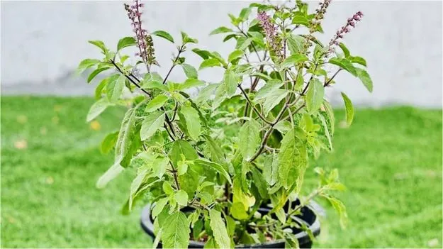 Tulasi Plant Impact: మన జీవితంపైన తులసి మొక్క ఎలా ప్రభావం చూపుతుందంటే? 