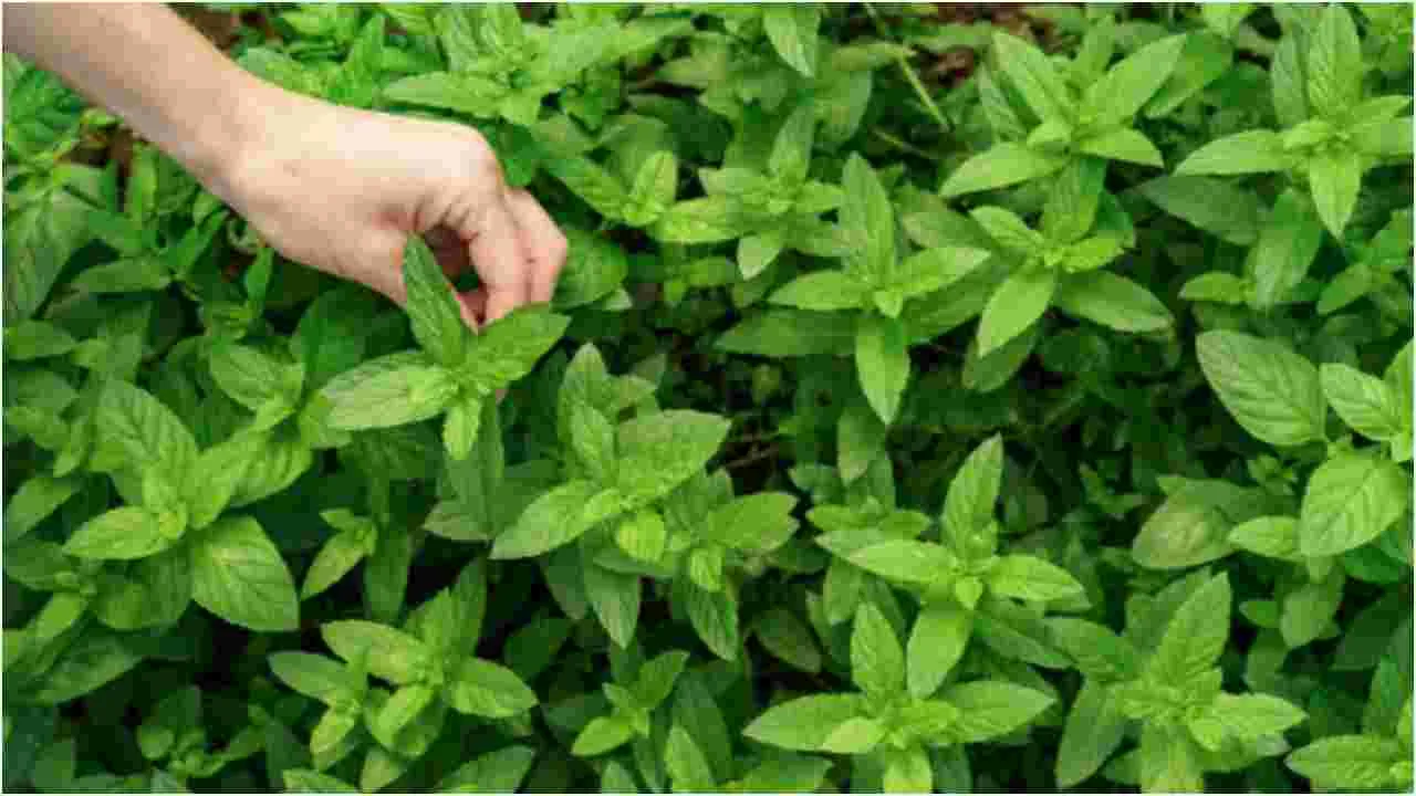 Tulsi Plant Winter Care: శీతాకాలం.. తులసి మొక్క ఎండిపోకుండా ఉండాలంటే ఇలా చేయండి