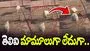 Must Watch: ఏం ఫీల్ ఉంది మామా.. ఈ గొర్రె తెలివికి సలాం కొట్టాల్సిందే..!