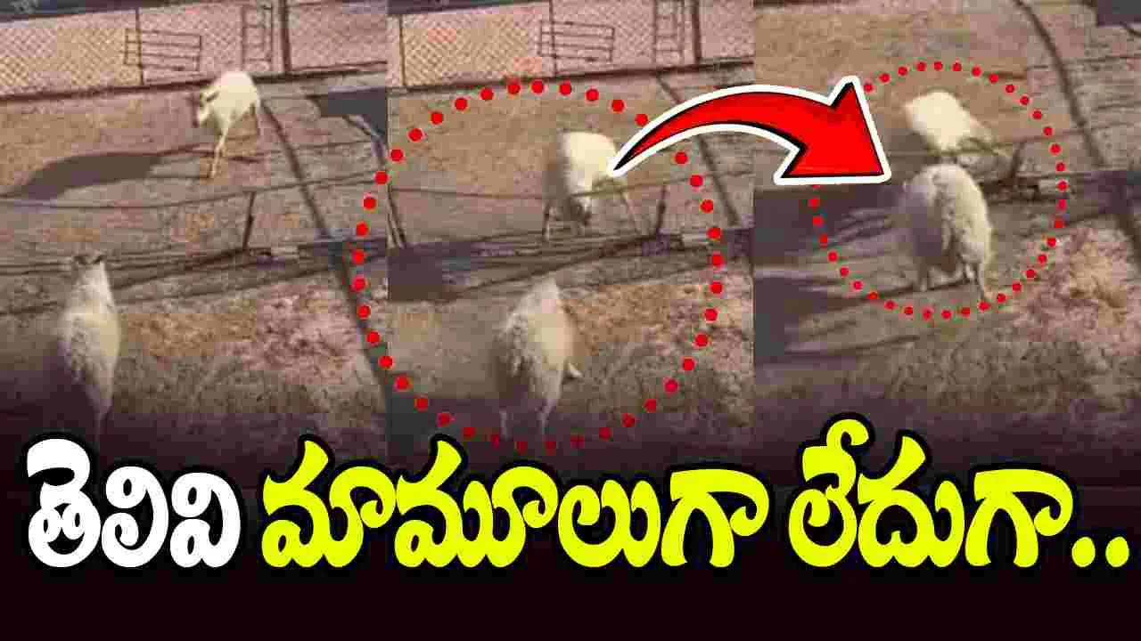 Must Watch: ఏం ఫీల్ ఉంది మామా.. ఈ గొర్రె తెలివికి సలాం కొట్టాల్సిందే..!
