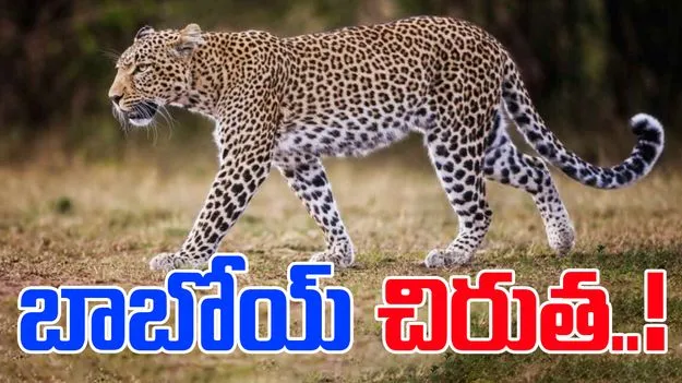 Leopard Movement: చిరుత సంచారం.. తస్మాత్ జాగ్రత్త