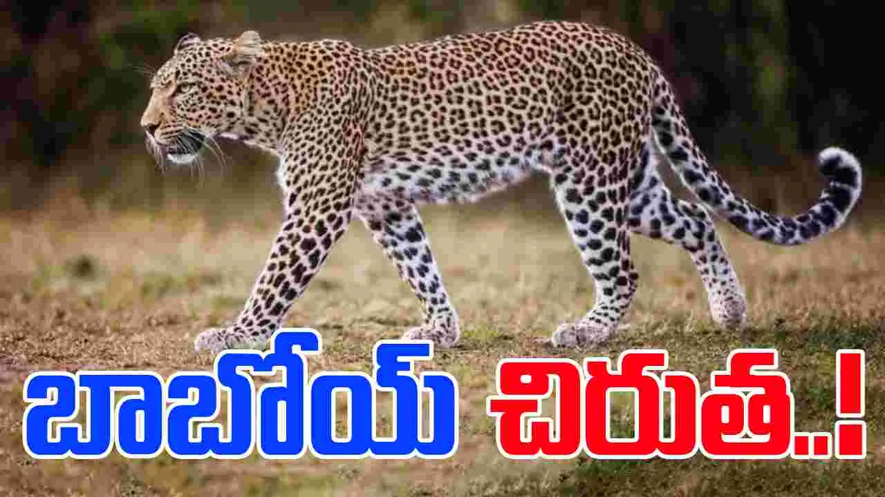 Leopard Movement: చిరుత సంచారం.. తస్మాత్ జాగ్రత్త