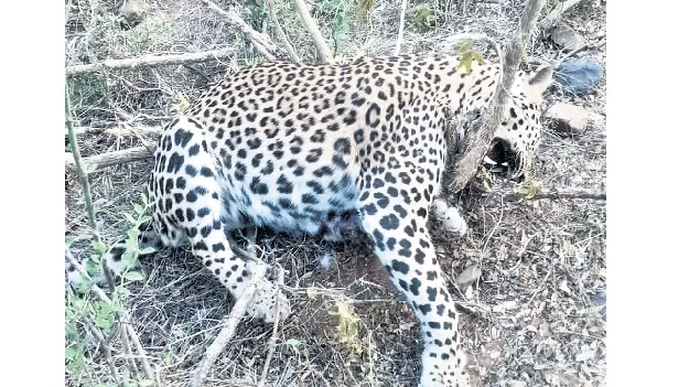 ప్రాణాలు హరించే కంచెలు...!