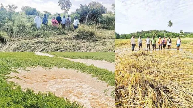 Crop Damage: నెల్లూరును ముంచిన దిత్వా