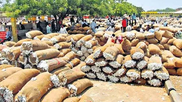 CID Investigation: పత్తి కొనుగోళ్లపై దెబ్బ 