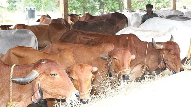 Animal nutrition is difficult!  పశు పోషణ కష్టమే!