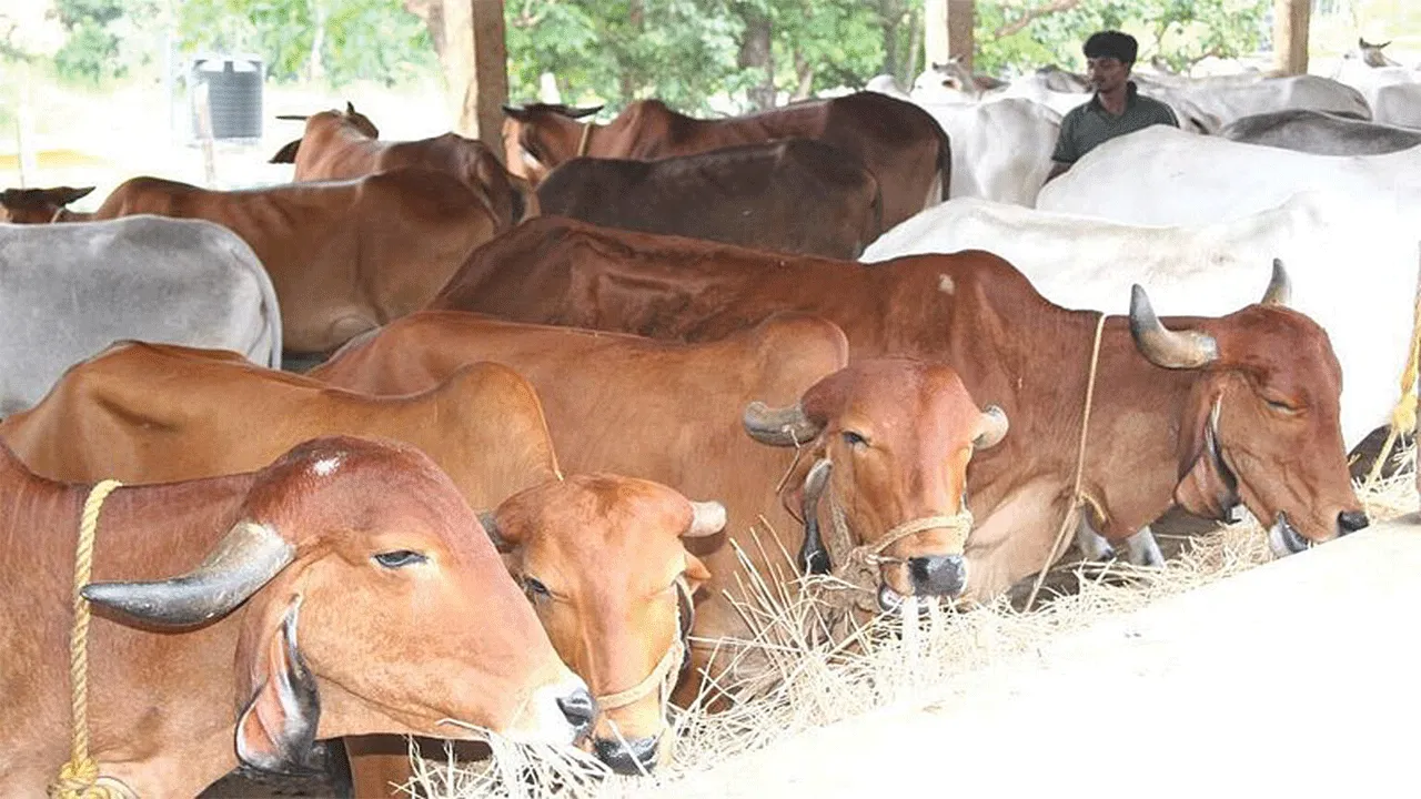 Animal nutrition is difficult!  పశు పోషణ కష్టమే!