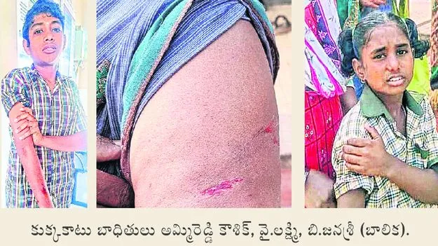 బాబోయ్‌ శునకాలు