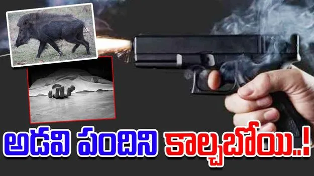Bengaluru News: అడవిపందిని కాల్చబోయి.. అనంతలోకాలకు..