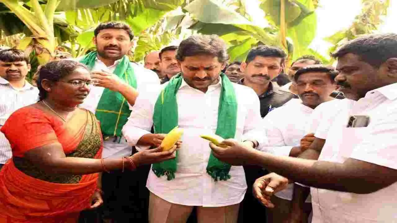 Banana Prices: అరటిపైనా అబద్ధాలు
