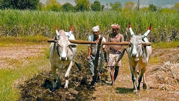 Farmer Losses: మార్క్‌ఫెడ్‌ మాయ