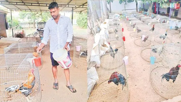 Royal Treatment: కోడికి రాజ యోగం