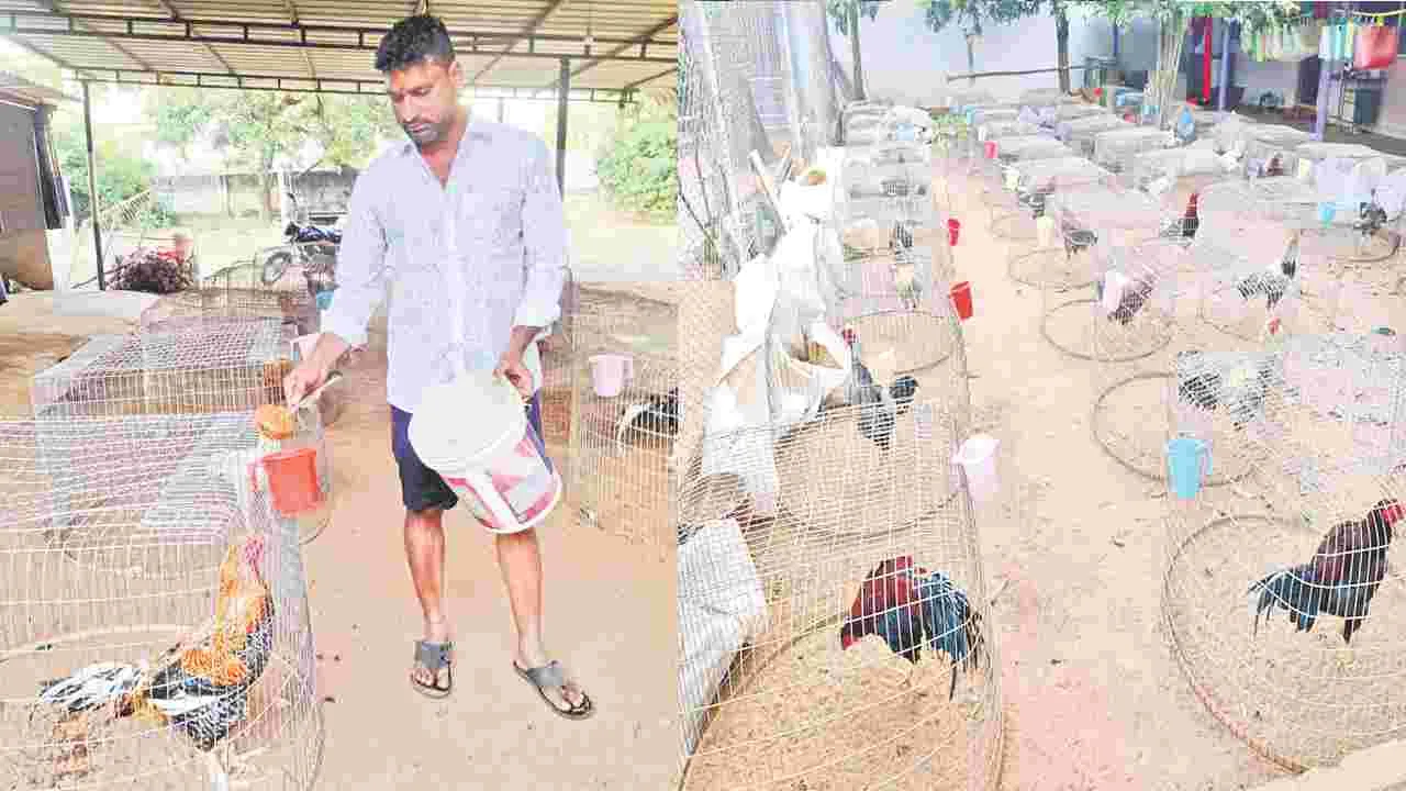 Royal Treatment: కోడికి రాజ యోగం