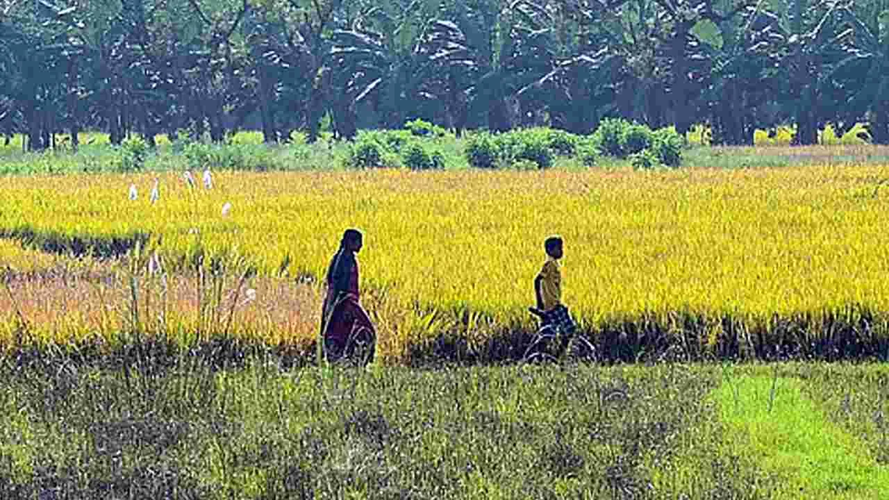 Revenue Department: సాదా బైనామాలకు మోక్షం