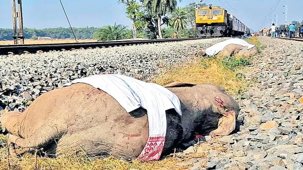 Assam: ఏనుగుల గుంపును ఢీకొట్టిన రైలు  