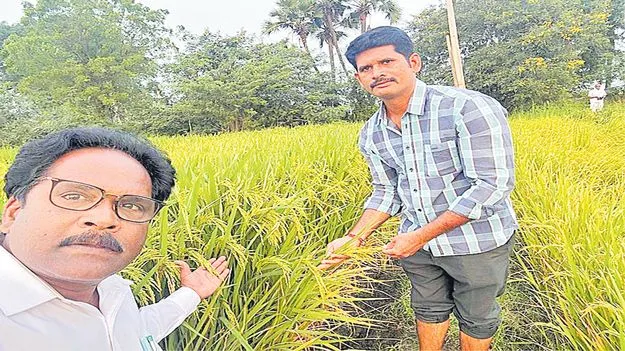 Rice Growth Level: వరి గేమ్‌ చేంజర్‌.. ఆర్‌జీఎల్‌