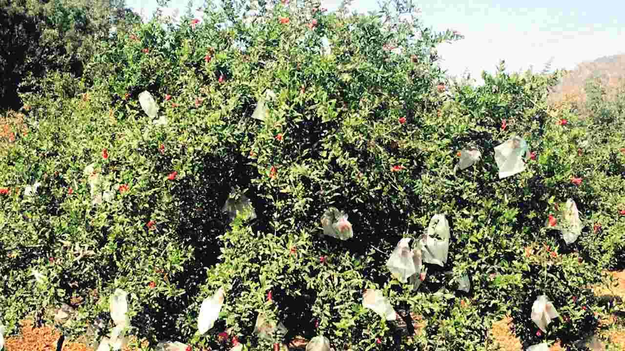 Fruit Covering Method: పండ్లకు కవర్ల రక్ష