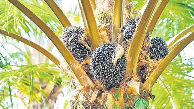 Oil Palm Cultivation: ఆయిల్‌పామ్‌కు ప్రోత్సాహం