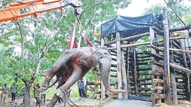 Chittoor District: గాయపడిన ఏనుగు ఎస్వీ జూపార్కుకు తరలింపు