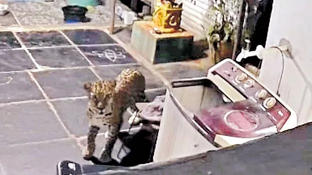 Srisailam: ఇంటి ఆవరణలోకి చిరుత 