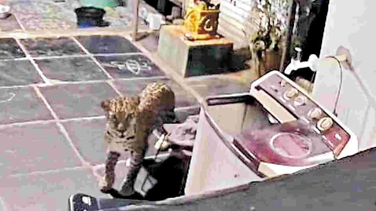 Srisailam: ఇంటి ఆవరణలోకి చిరుత