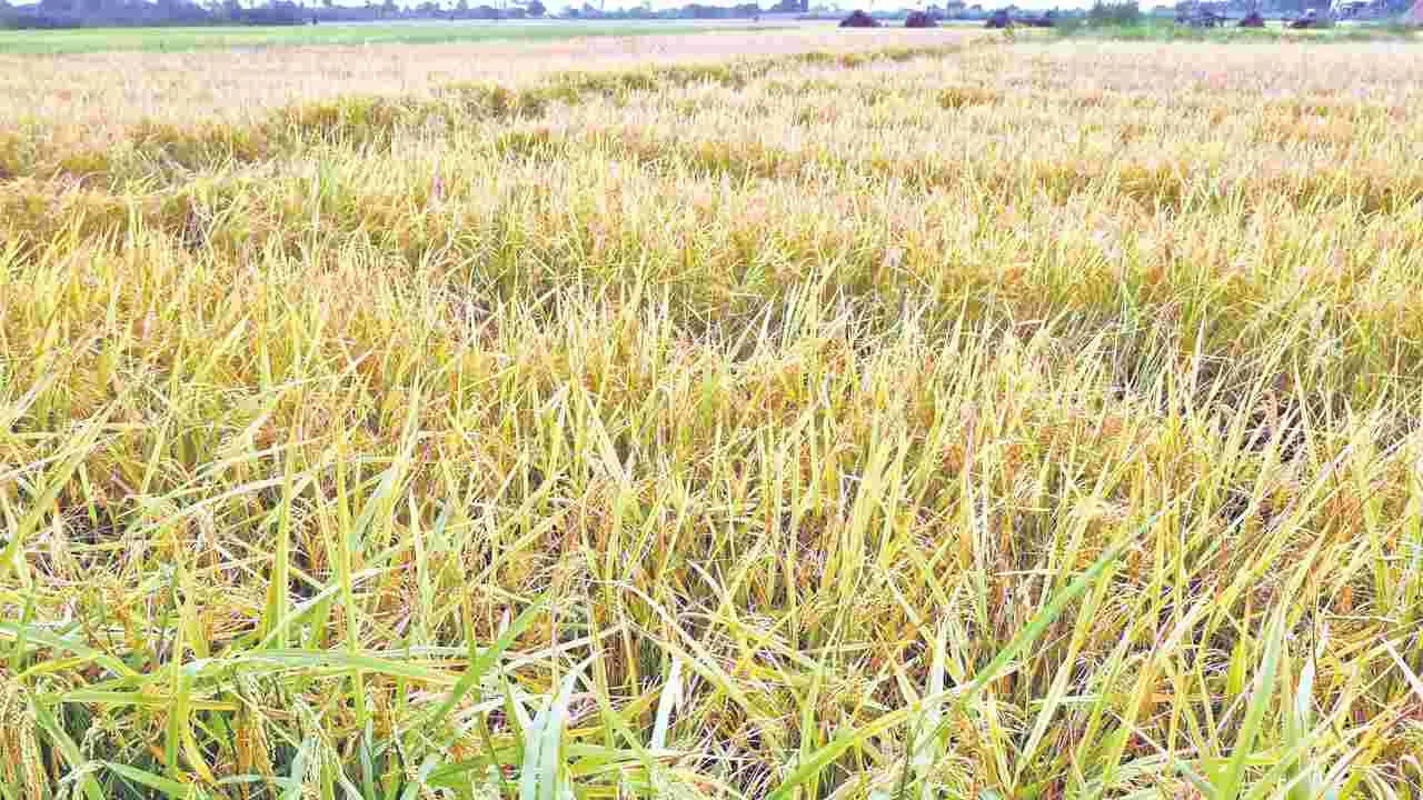 AP Agriculture Growth: అగ్రిలో రాష్ట్రం అగ్రపథం