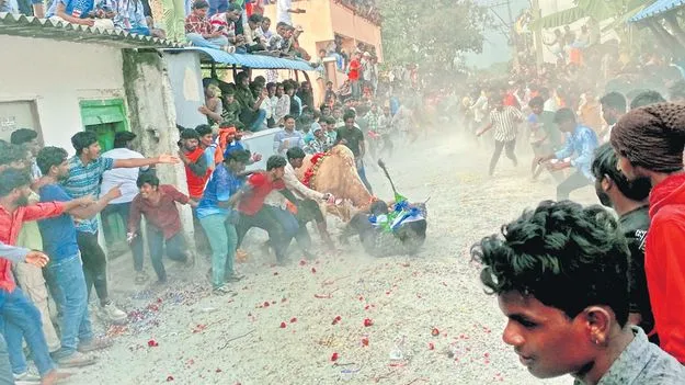 Jallikattu: యువకులపైకి దూసుకొచ్చిన కోడెగిత్తలు