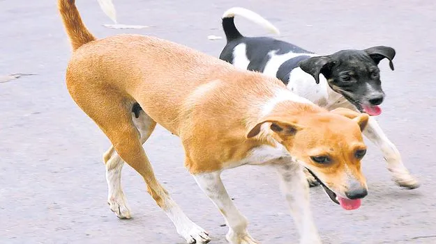 Municipal Actions: వీధి కుక్కలపై   ‘మున్సిపల్‌ దృష్టి’