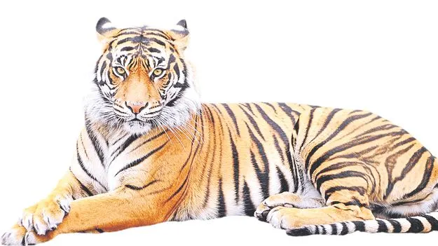 Tiger Census: పక్కాగా పులుల లెక్క