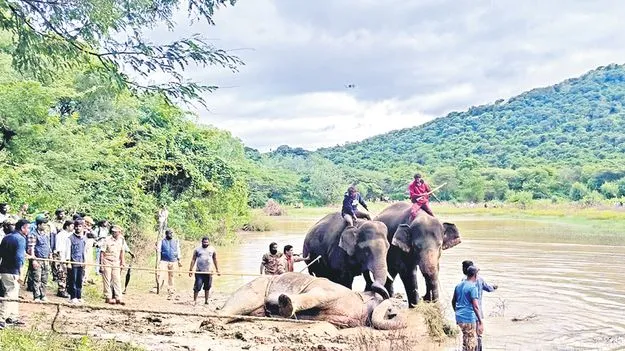 Forest Department: కాలు విరిగిన ఏనుగుకు కుంకీల సాయం..