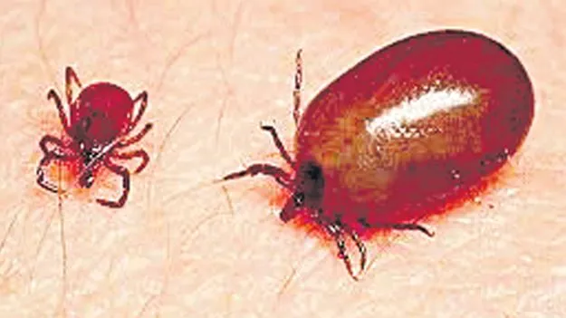 CM Chandrababu: స్క్రబ్‌ టైఫ్‌సపై ప్రత్యేక టాస్క్‌ఫోర్స్‌ 