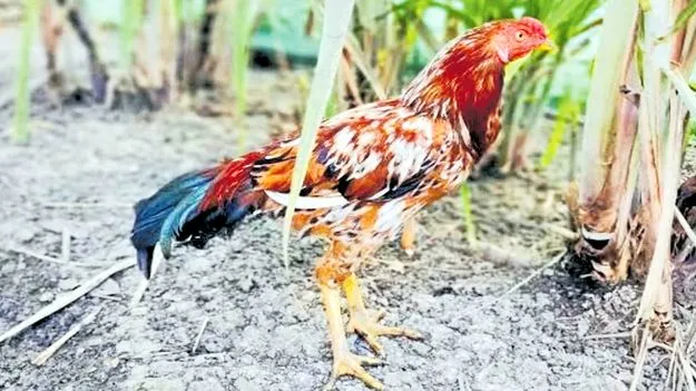 Rooster Theft: పందెం కోళ్లూ.. జర భద్రం!