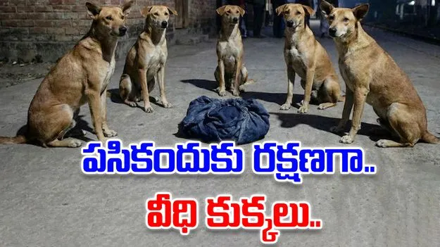 Stray Dogs Save Baby: అప్పుడే పుట్టిన పసికందును రోడ్డుమీద పడేస్తే..రక్షణ కవచంగా నిలిచిన వీధి కుక్కలు
