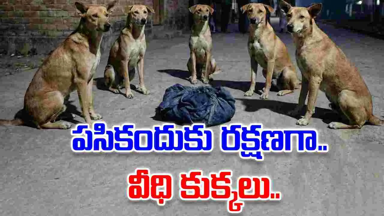 Stray Dogs Save Baby: అప్పుడే పుట్టిన పసికందును రోడ్డుమీద పడేస్తే..రక్షణ కవచంగా నిలిచిన వీధి కుక్కలు