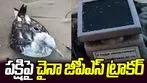 Seagull China GPS Tracker: కర్ణాటక తీరంలో చైనా జీపీఎస్ ట్రాకర్‌తో పక్షి.. అప్రమత్తమైన అధికారులు