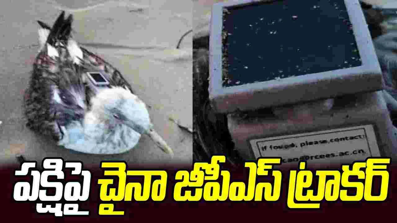 Seagull China GPS Tracker: కర్ణాటక తీరంలో చైనా జీపీఎస్ ట్రాకర్‌తో పక్షి.. అప్రమత్తమైన అధికారులు
