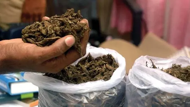 Smuggling Cannabis: ఆంధ్రా నుంచి చెన్నైకి గంజాయి తరలింపు 