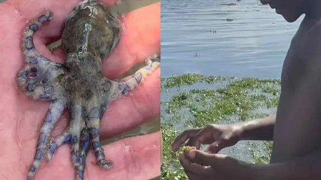 Worlds Most Venomous Octopus: బతకాలని లేదా?.. చావును చేతుల్లో పట్టుకున్నావేంటి బాబు.. 