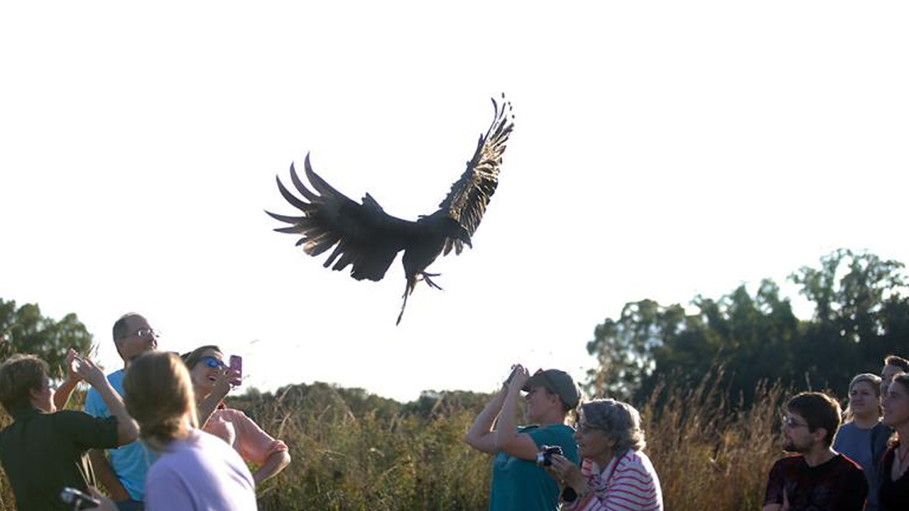 Most Faithful Animals: కుక్కల కంటే విశ్వాసంగా ఉండే.. ఈ 5 జంతువుల గురించి తెలుసా.. 