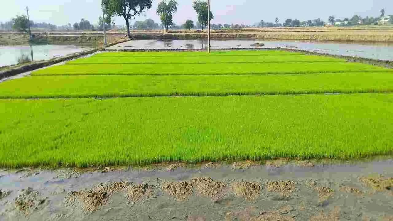 యాసంగి సాగుకు రైతన్నల సమాయత్తం